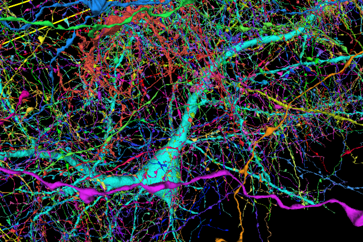 Google And Harvard Map Brain Connections In Unprecedented Detail Google And Harvard Map Brain Connections In Unprecedented Detail