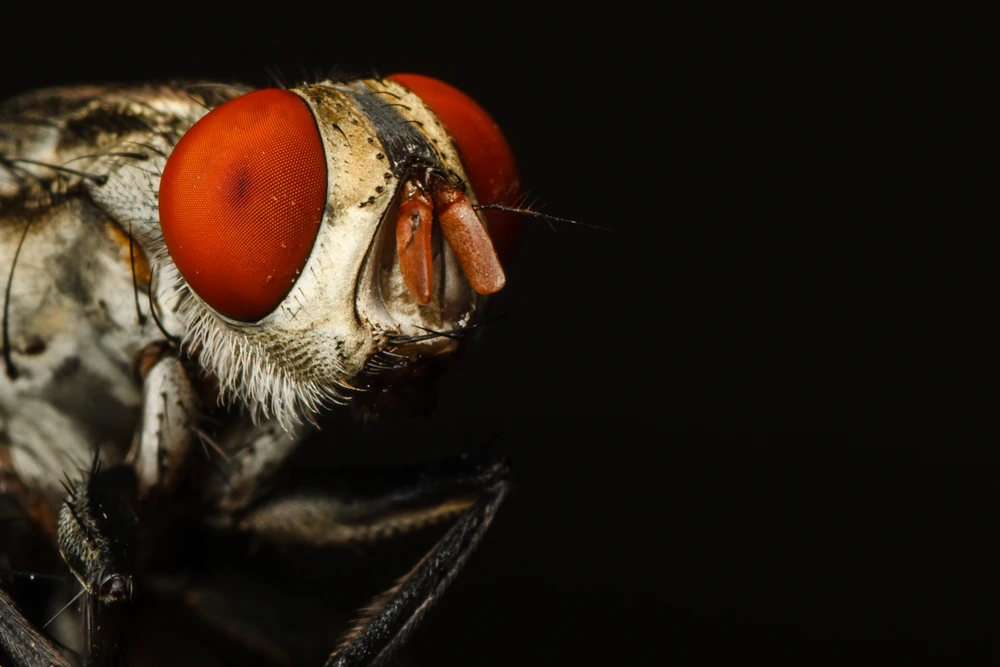 Dr Piotr Nacklewski allowed two human bot fly larvae to grow to maturity under his skin (Photo: Shutterstock)