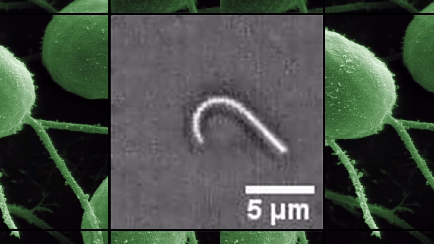 The team used video microscopy to study the motion of flagellum frame-by-frame, looking carefully at the movement of its backbone and identifying the different shapes it formed as it passed through a complete oscillatory cycle