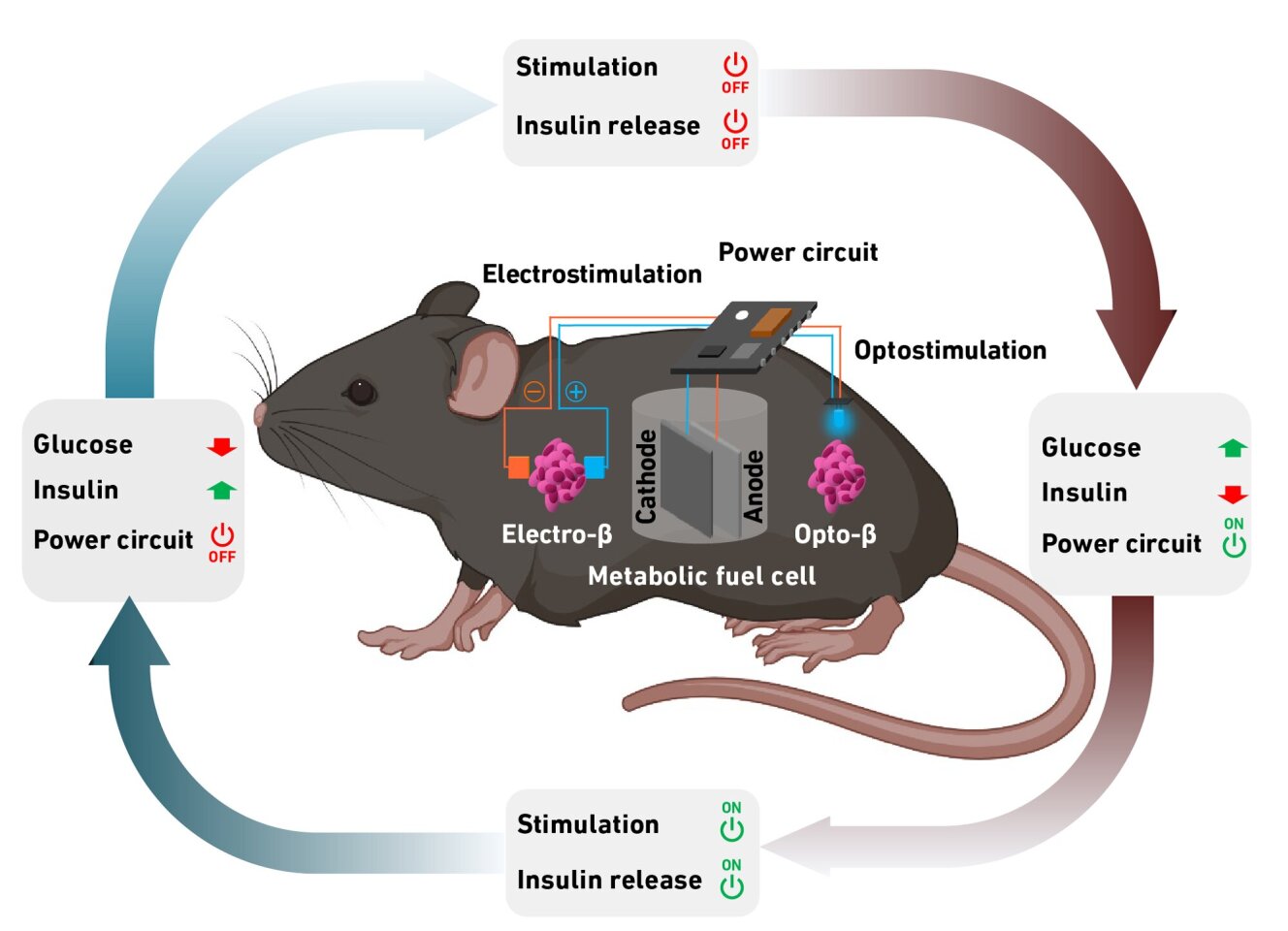 The energy-insulin self-regulating circuit