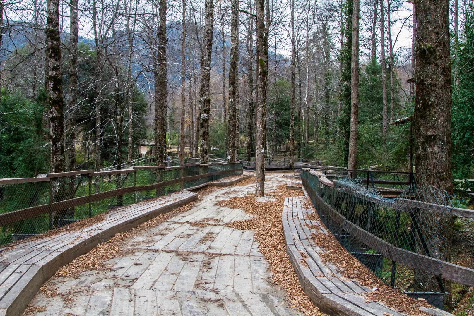 Elevated wooden walkways that twist and turn through the trees