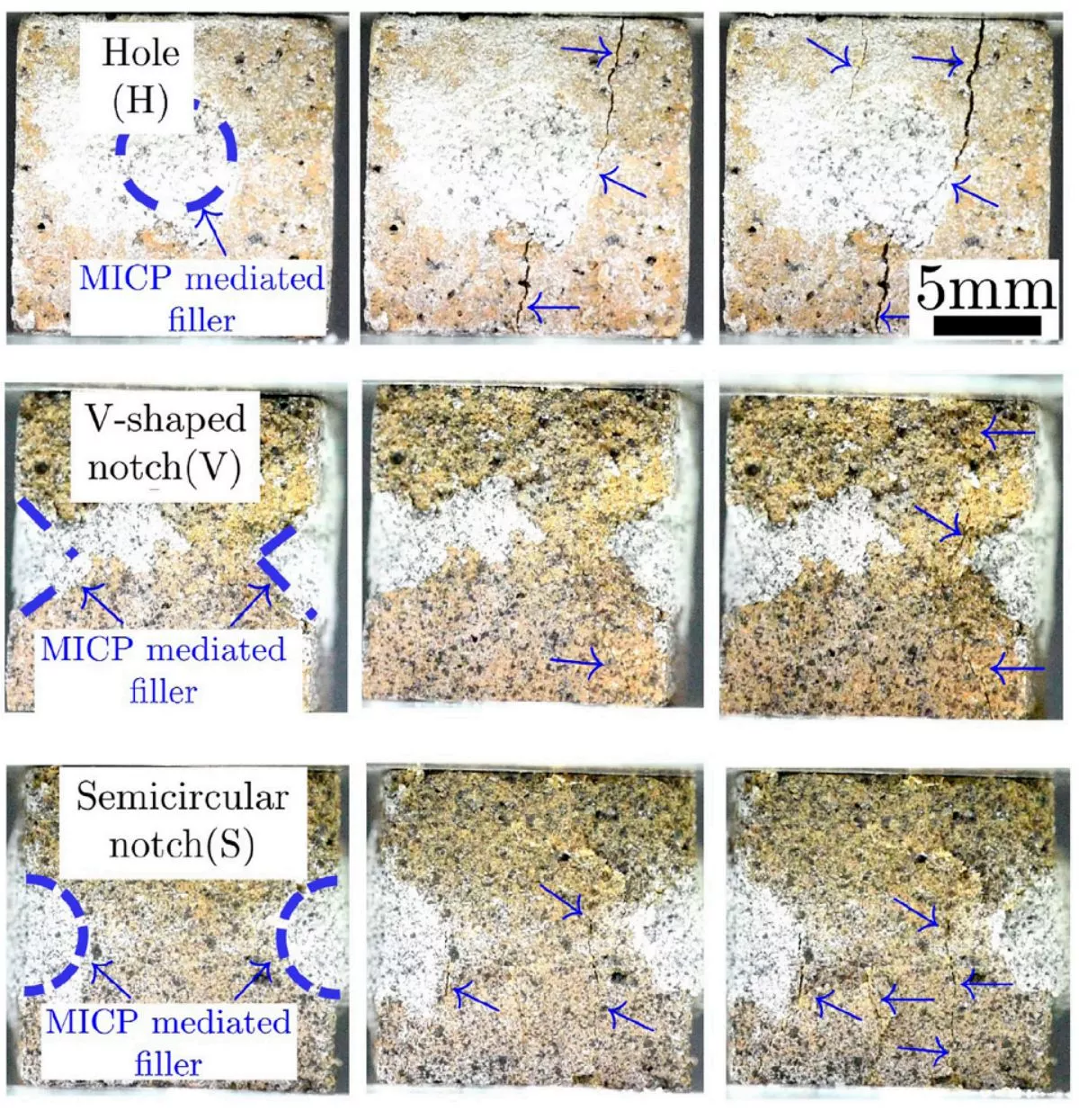 Artificially created cracks in the space bricks filled in by the bacterium's calcium carbonate (the white spots highlighted in blue)