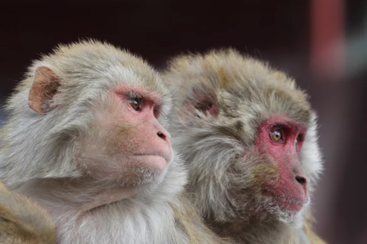In an new study, low-intensity ultrasound has been used to disrupt a cognitive process known as counterfactual thinking in macaques monkeys