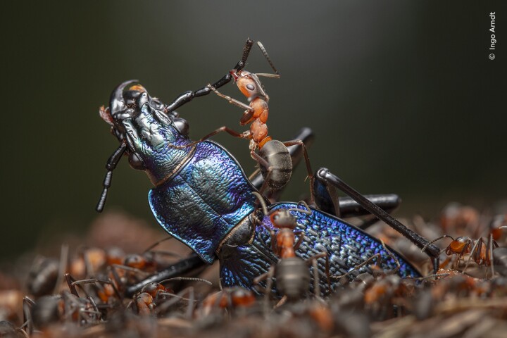 Entitled "The Demolition Squad," this striking image by Germany's Ingo Arndt shows a red wood ant doing its part to help dismember a blue ground beetle