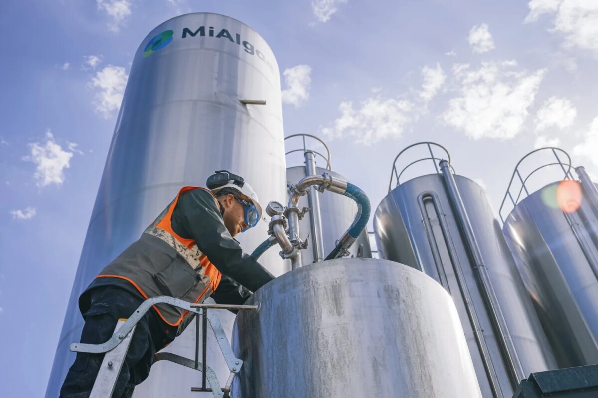 You can now make fish-free omega-3s from whisky waste