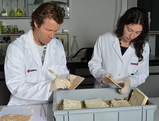 Scientists are developing a method of treating wood with fungus, so that violin-makers could use it to build Stradivarius-quality instruments