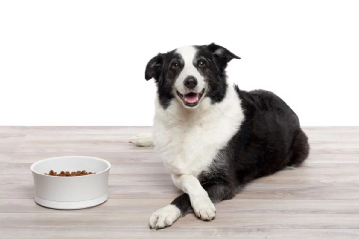 The ProBowl connects to a wireless home network and allows owners to monitor a pet's feeding habits using a companion app
