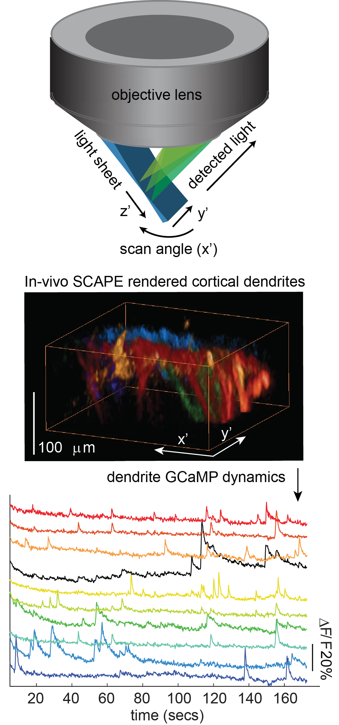 "SCAPE" microscope offers faster and simpler imaging of freely moving ...