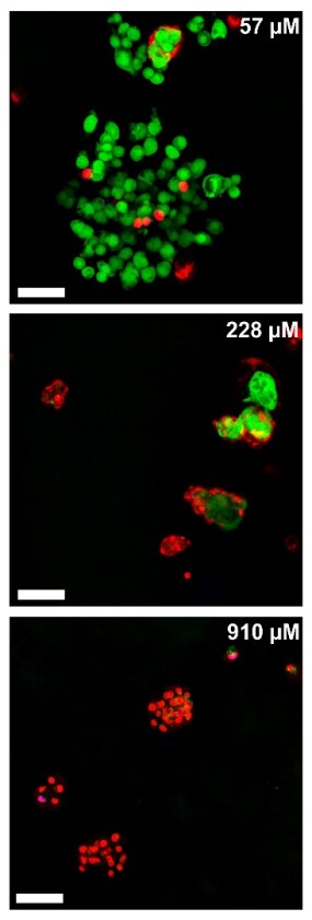 Three days after treatment, the live cells (green) gradually die off (red) as the timed-release dosage increases