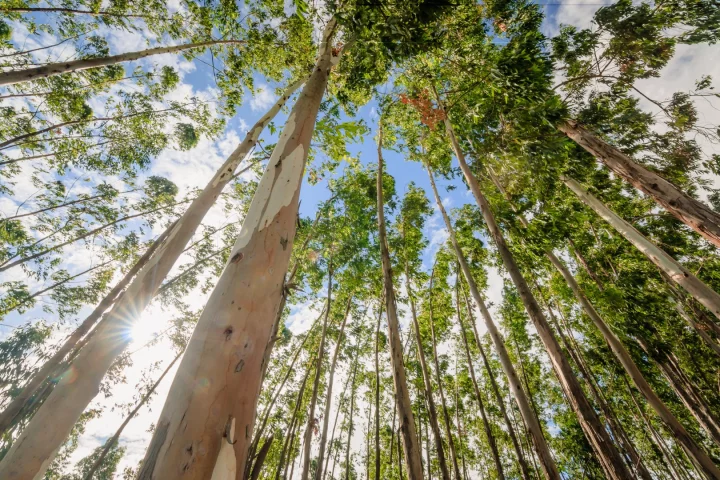 Australian scientists have used extracts from gum trees to produce graphene in a cheaper, safer way