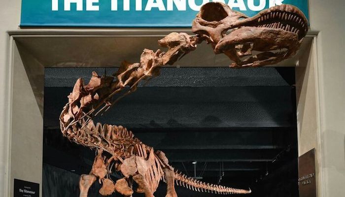 New species of dinosaur is the largest land animal to ever walk the Earth New species of dinosaur is the largest land animal to ever walk the Earth