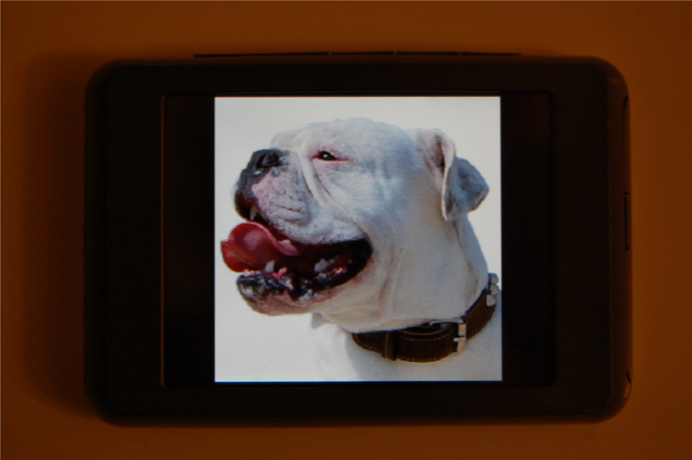 The C2 picture viewer is restricted to JPEG files - this one of our pooch