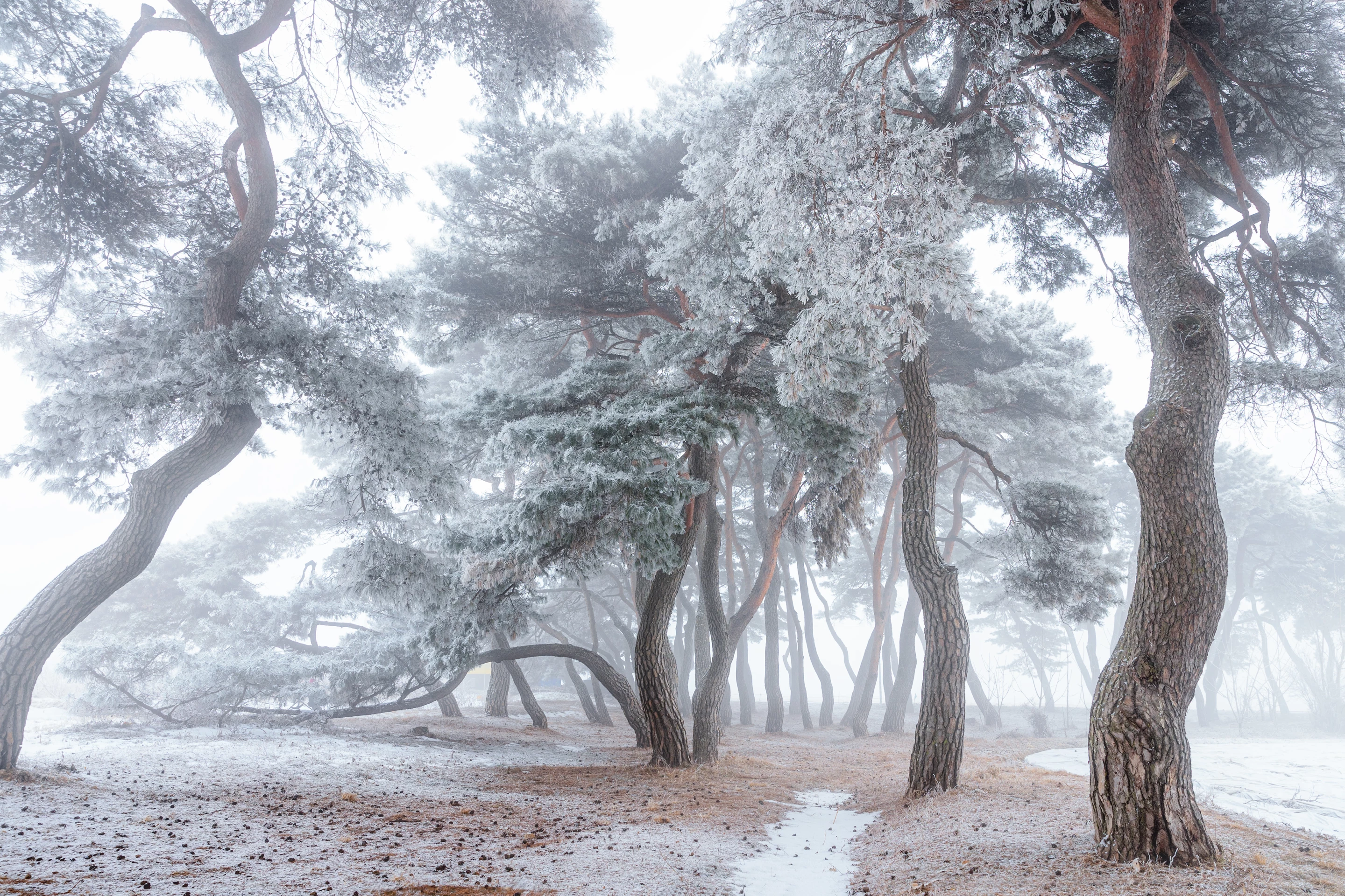 Top 100. Pine Field Imhanri. Imhan-ri, South Korea