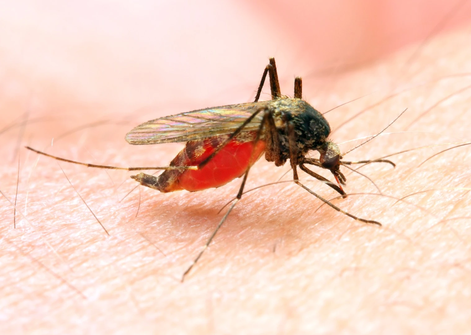 The hunt for a malaria vaccine has turned up a promising approach to tackling cancer