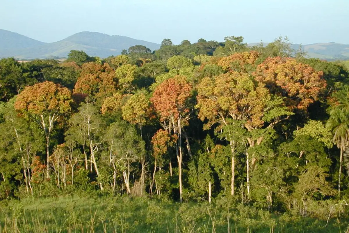 A NASA-led research team has created the most precise map ever produced depicting the amount and location of carbon stored in Earth's tropical forests