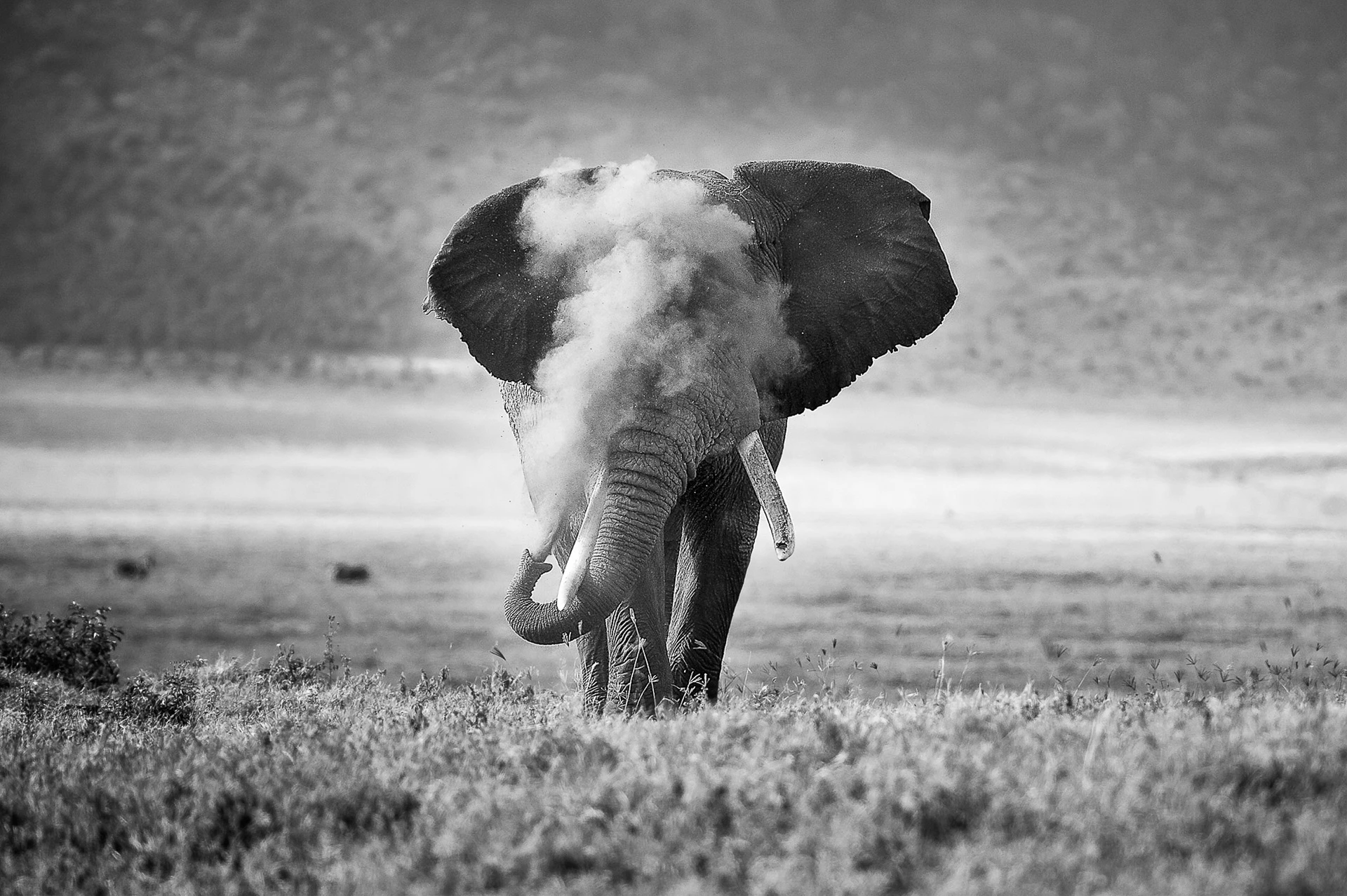 Animal Behaviour - Runner-up. "African Elephant Puffing Dust". Ngorongoro Crater, Republic of Tanzania