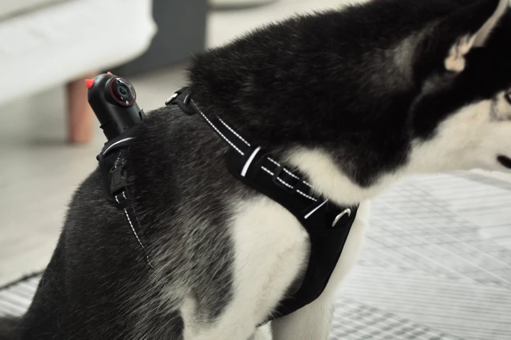 PetNow is available in five harness sizes