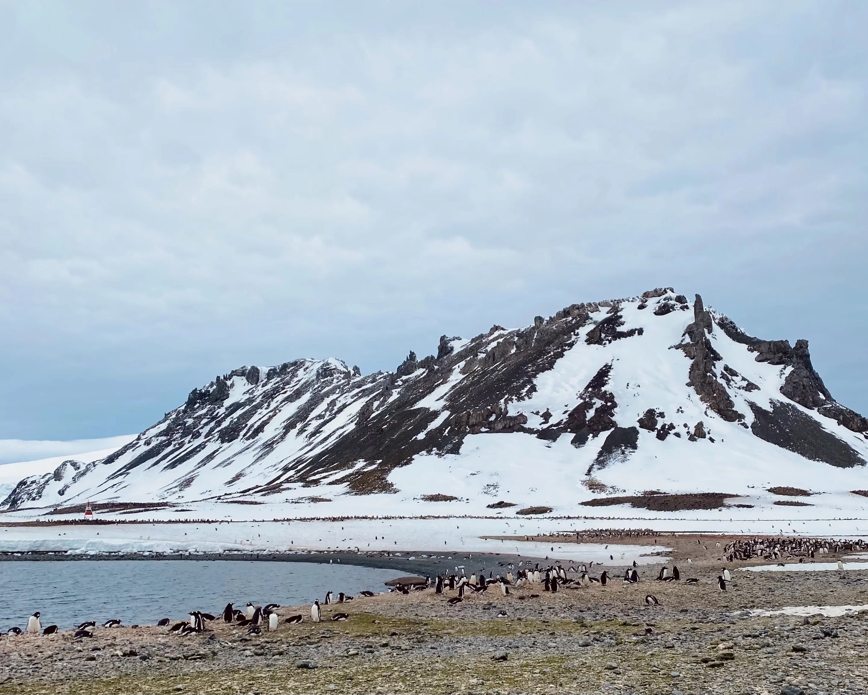 Gentoo penguin colony at Yankee Harbor, South Shetland Islands