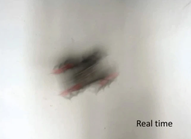 HAMR running at 8.4 body lengths per second is just a blur when observed in real time