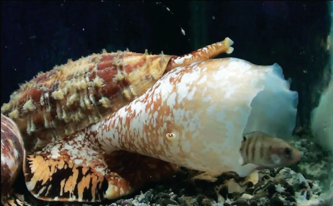 The cone snail uses insulin to stun its predators