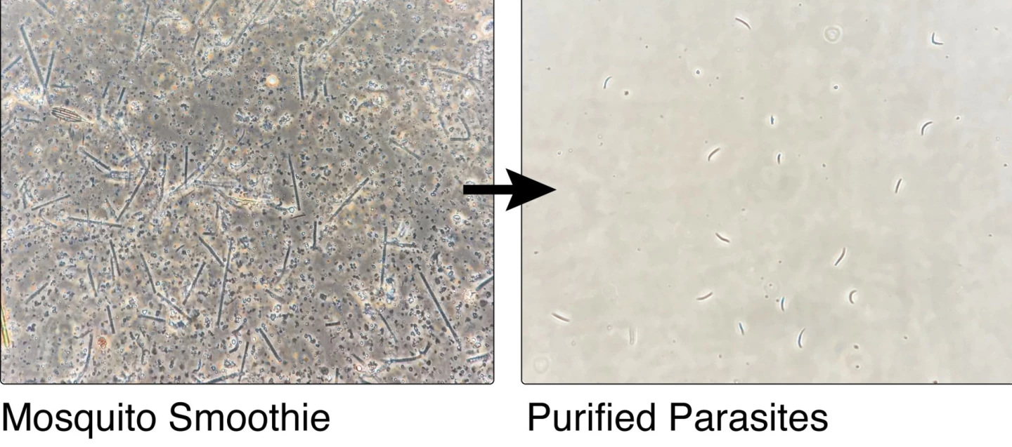 In addition to making malaria vaccine production faster and cheaper, the "mosquito smoothie" technique can also make it more potent