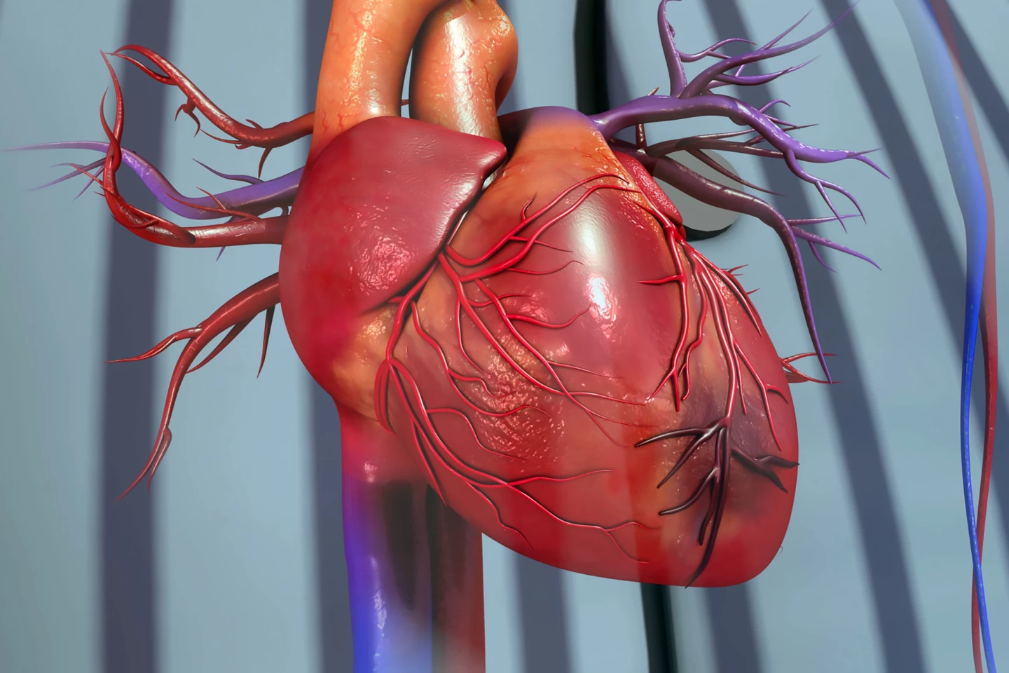 The blackened area represents heart muscle damage from a blocked coronary artery