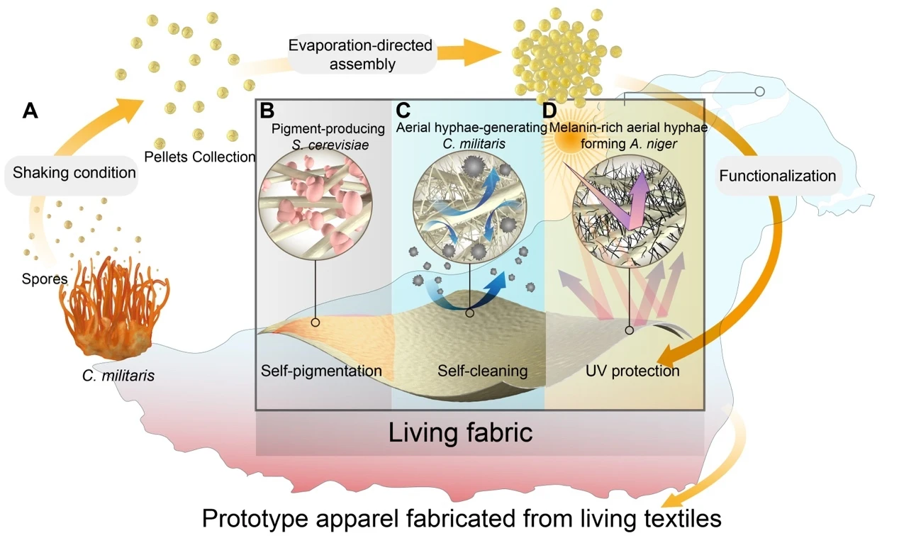 A diagram of the process by which the living textiles were made