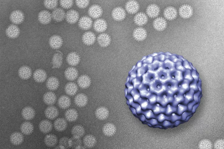 A 3D image of a rotavirus, constructed from data gathered using the new technique