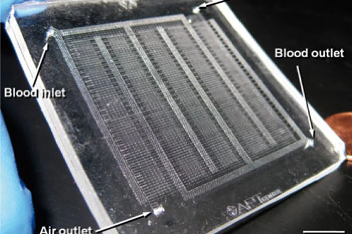 The artificial lung filled with breathable silicone rubber 'blood vessels' (Image: Joe Potkay)