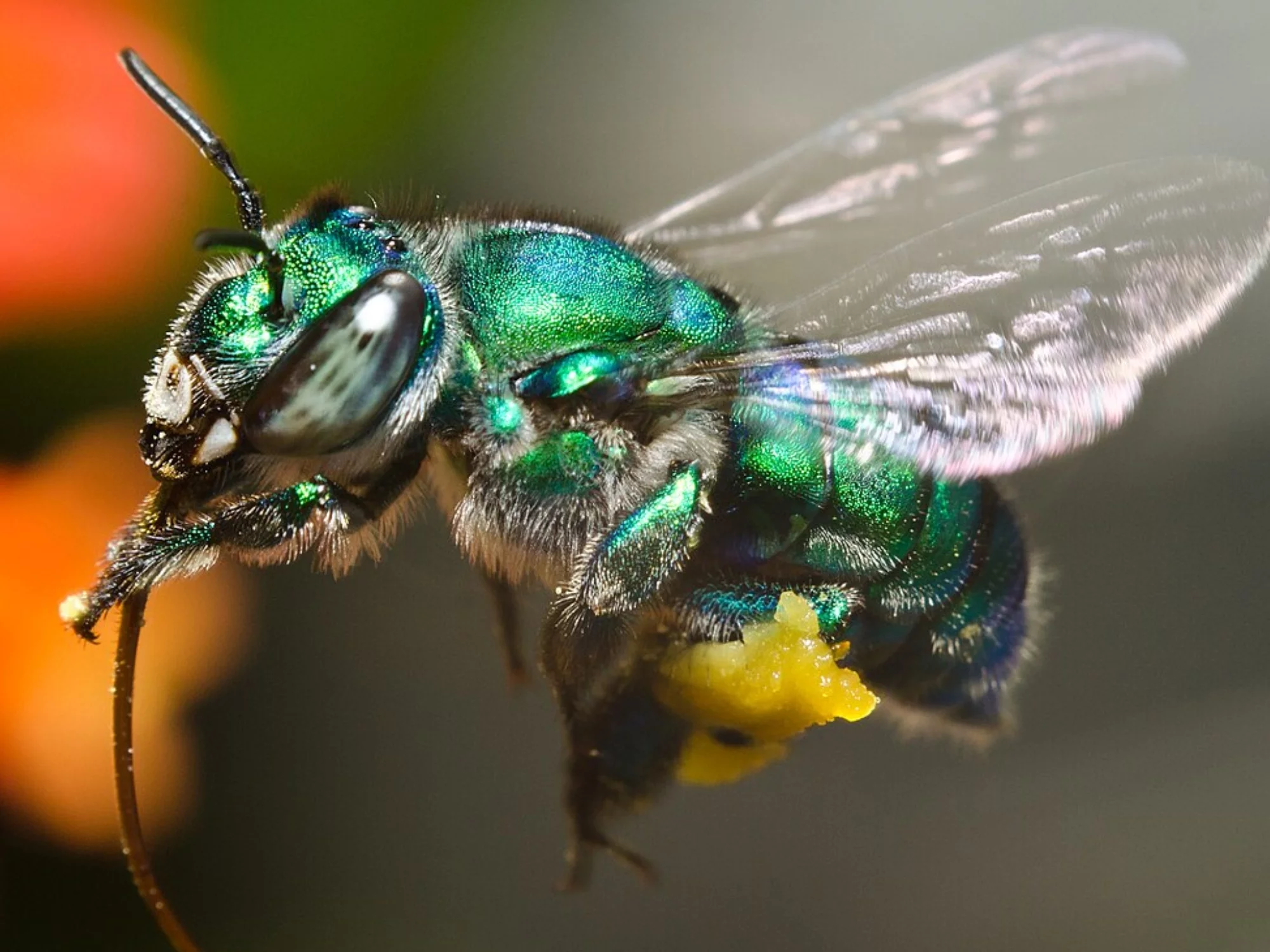 Shiny green bee with a proboscis emerging from its head