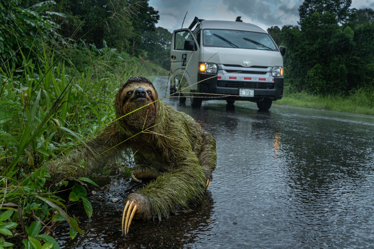 Andrew Whitworth took the People and Nature award for this remarkable shot of a female three-toed sloth crossing a road