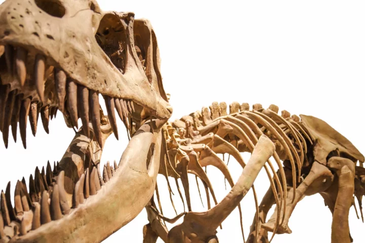 Preserved collagen from T-rex bones caused a stir in 2008, but new research has found the proteins were probably the result of modern contamination