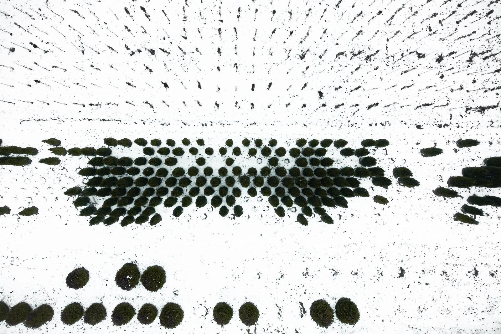 The Botanical Series: A look at reforestation tree nurseries in Germany where young trees are cultivated