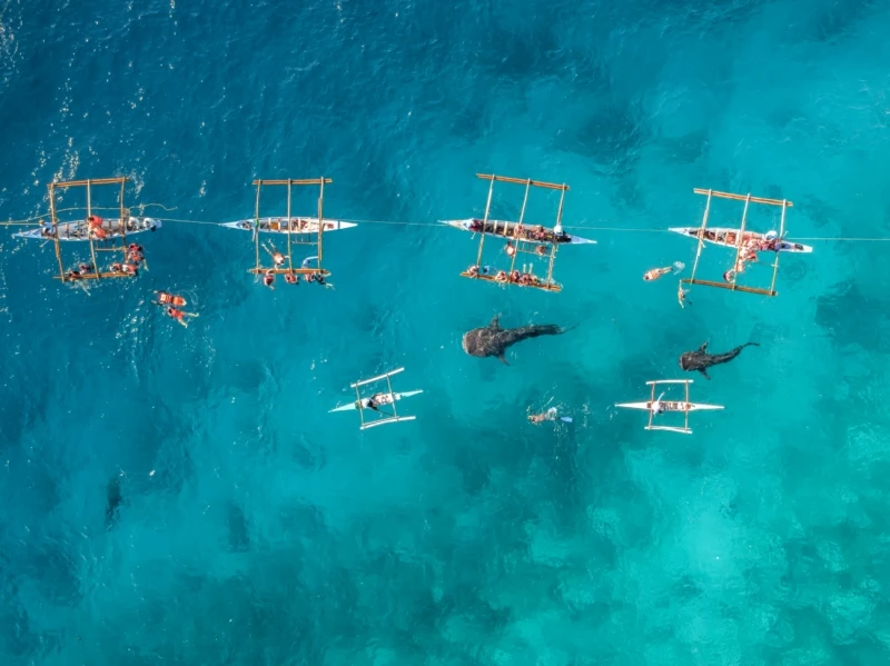 Whale Sharcks: Highly Commended in the Wildlife category