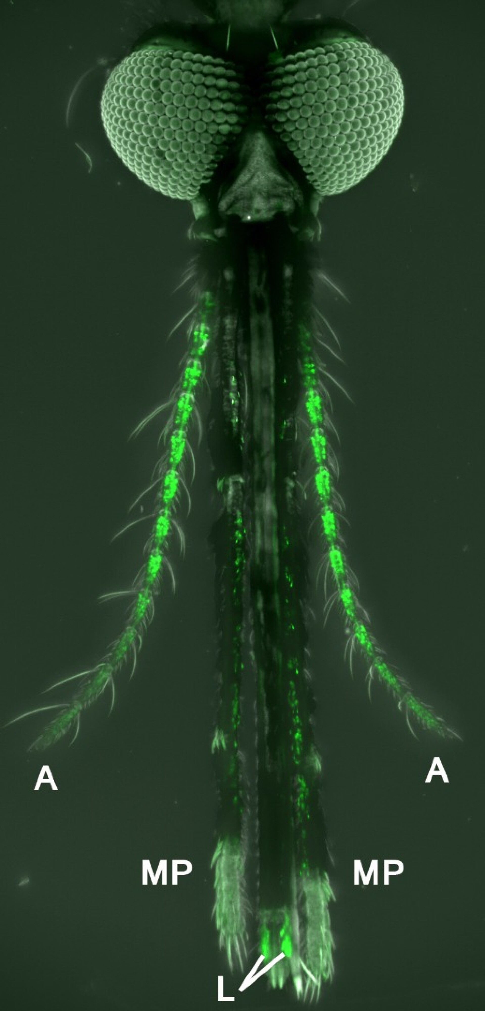 Uncovered: Mosquitoes' Preference For Blood'S Flavor - oam1y5w