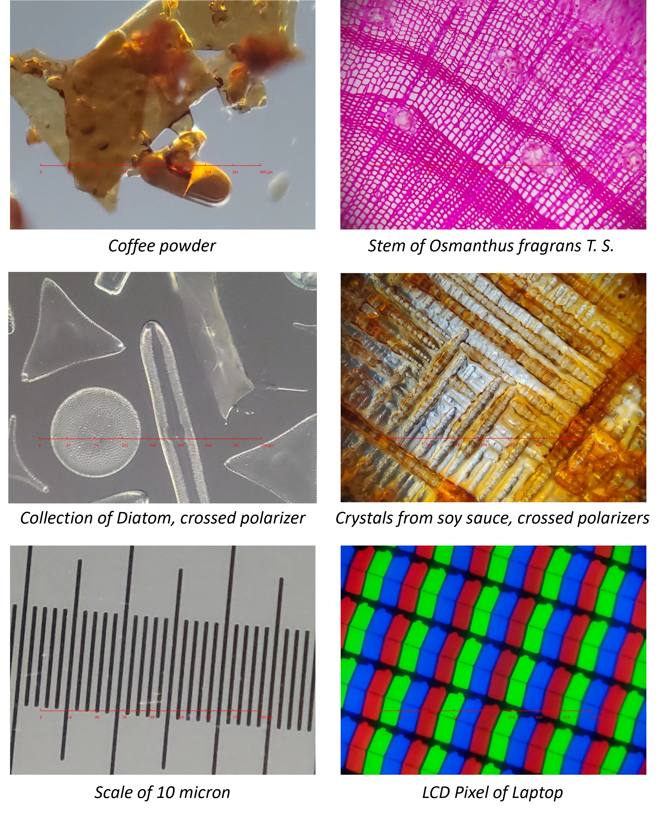 A tiny example of the structures this lens can zoom in on