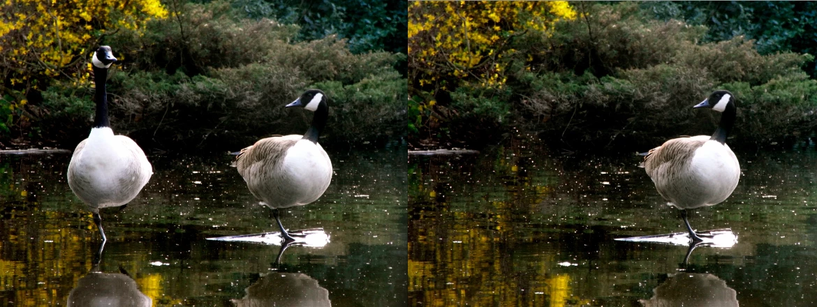 Before and after: one goose down (Photo: Gizmag)