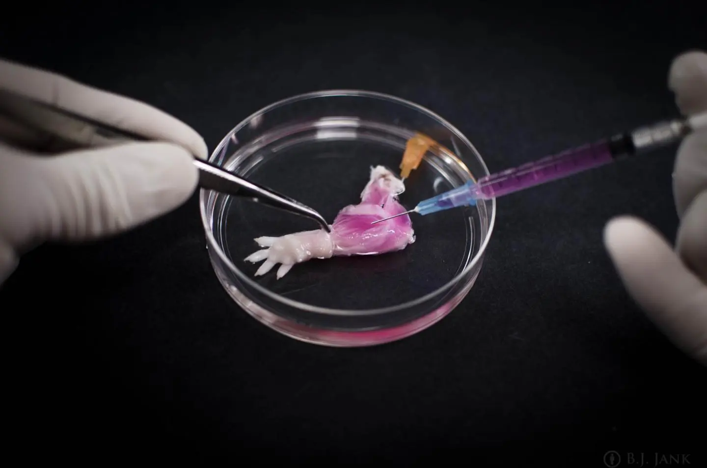 The decellularized rat forelimb is injected with muscle and vascular cells