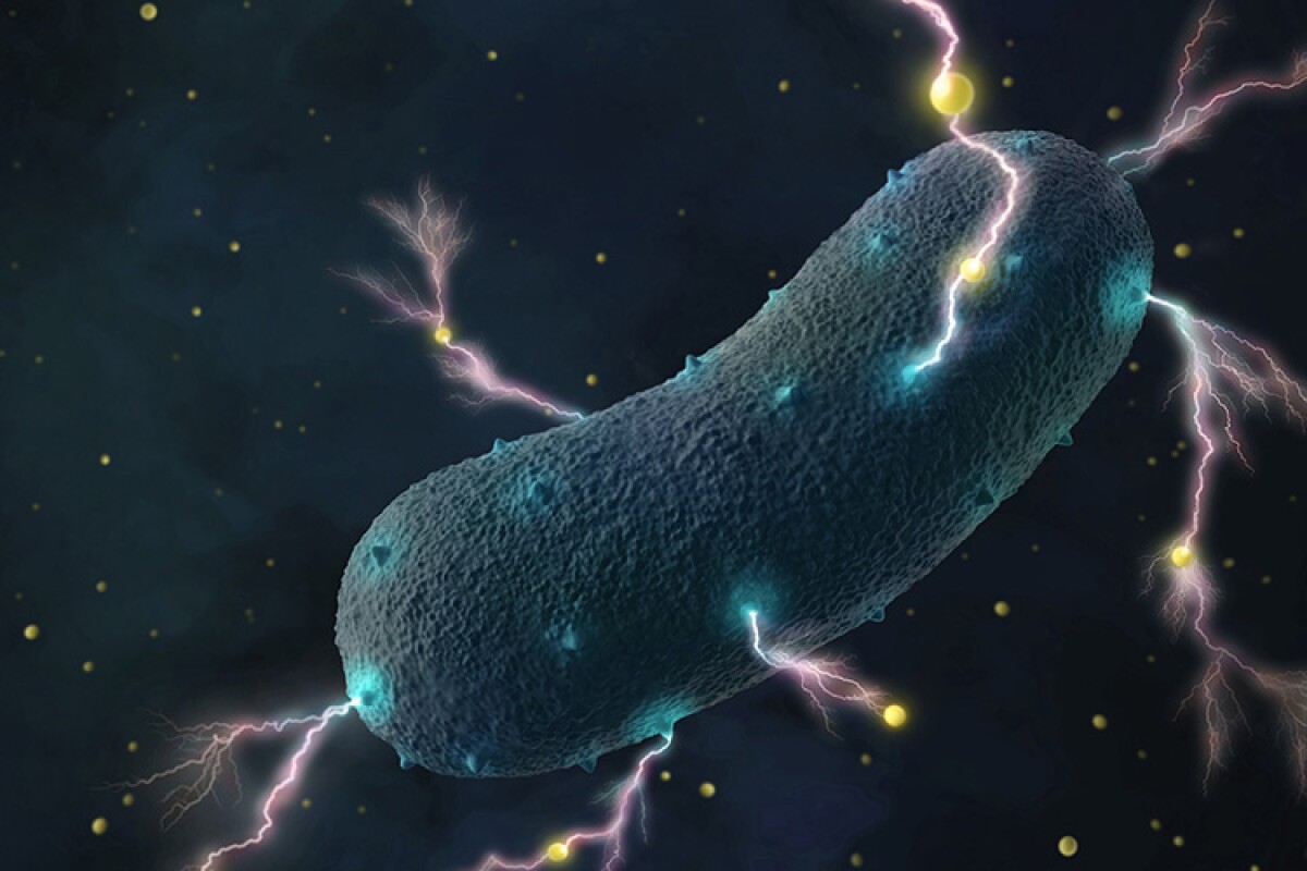 Electric bacteria found in the human gut