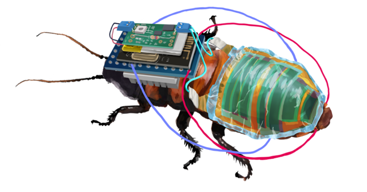 Remote-controlled cyborg cockroaches are now solar-powered