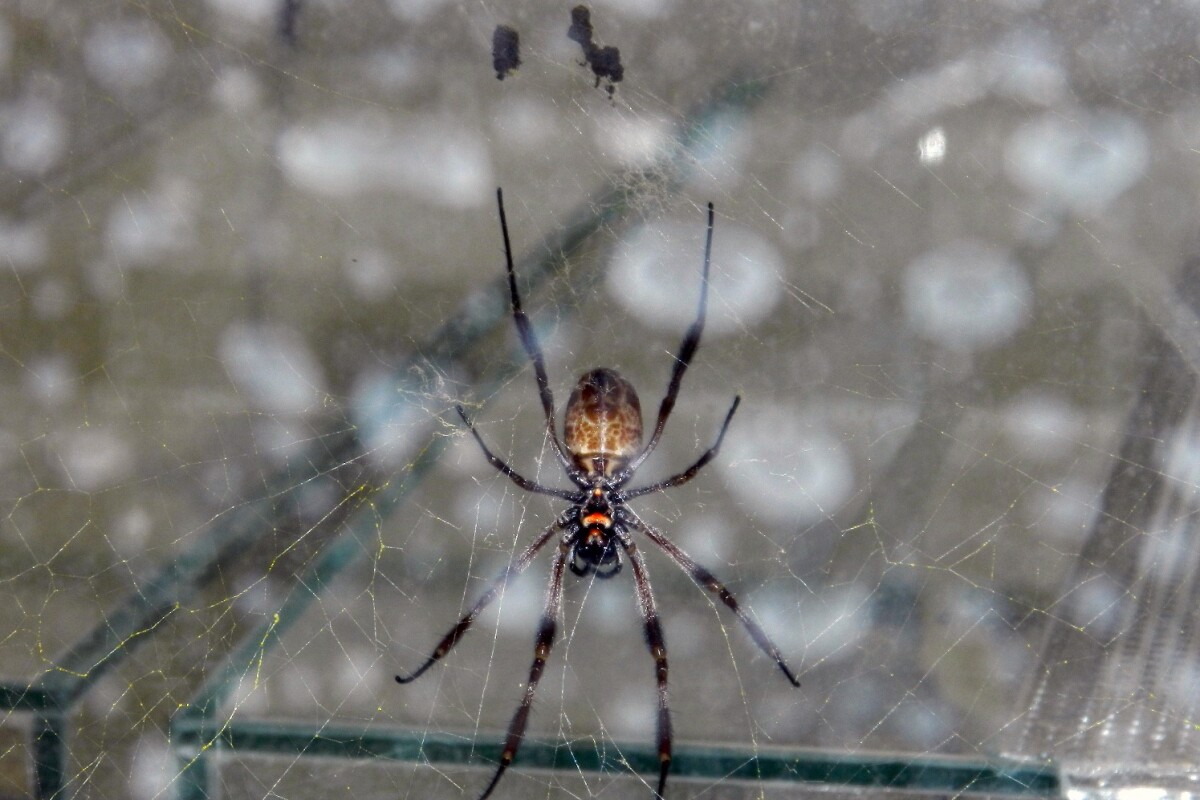 Tanzania's golden orb-weaver spider, whose silk is so strong that fishermen use it as fishing line