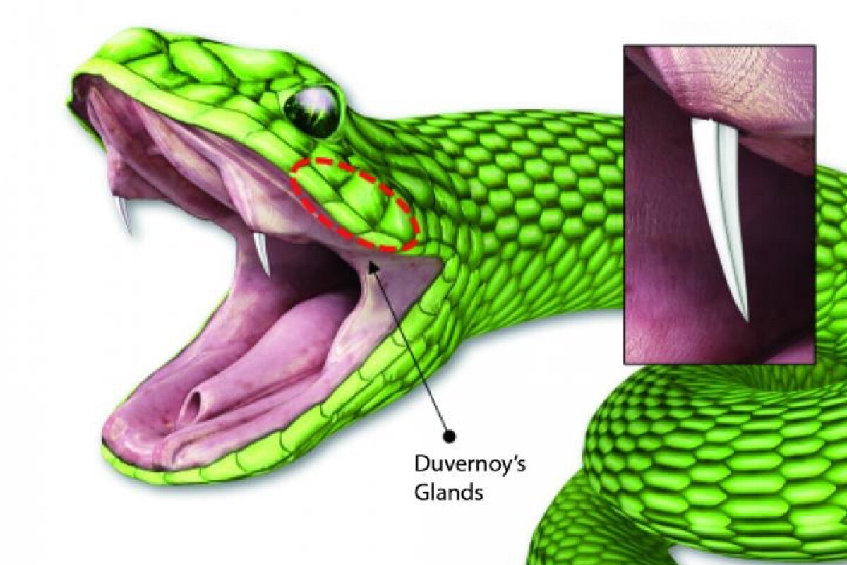 An illustration of the fangs that are copied in the microneedle patch