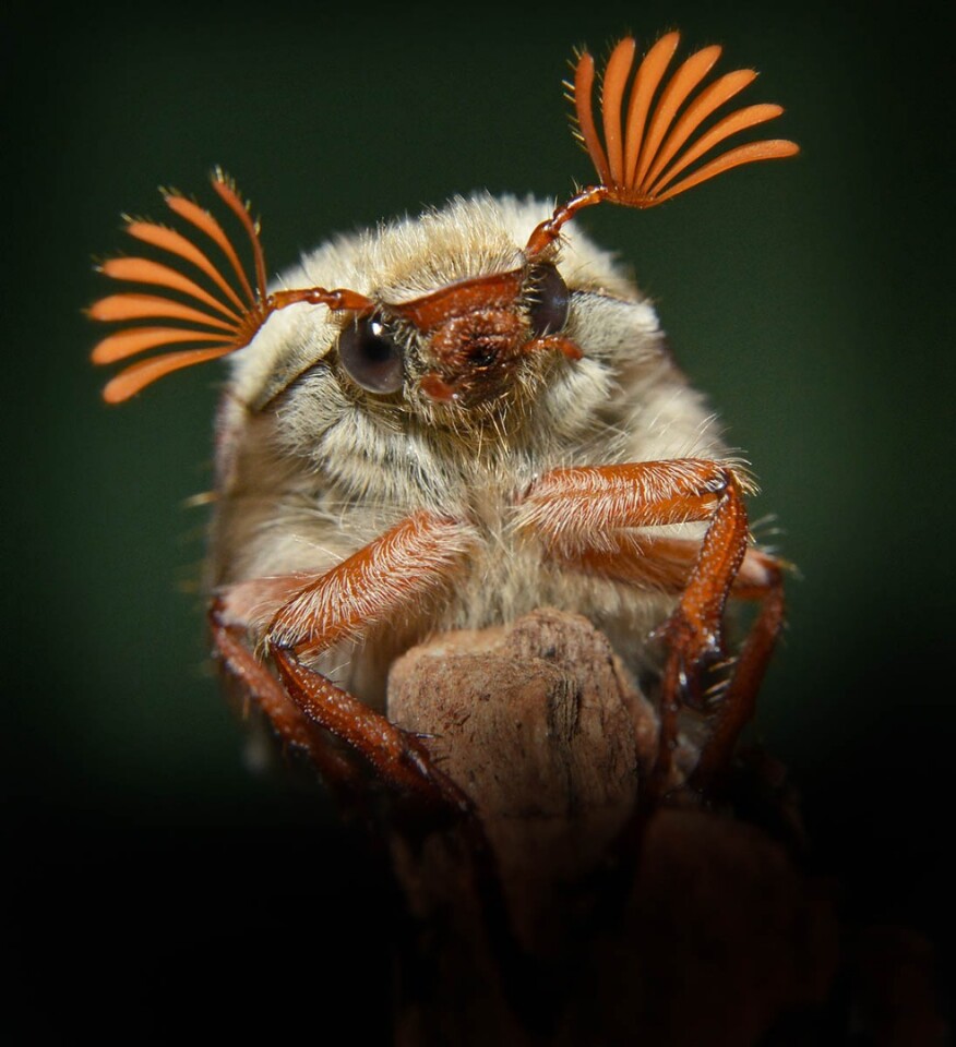 Highly Commended, Cockchafer. Criccieth, Gwynedd, Wales, United Kingdom. "Head study of Melolontha melolontha (cockchafer beetle); relatively large and belonging to the scarab family. The name cockchafer means 'big beetle' in Old English."