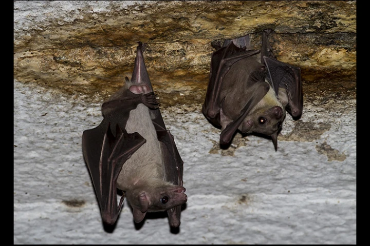 The virus was found in Rousettus bats in Měnglà County, Yunnan Province, southern China (Credit: Rajesh Puttaswamaiah, Bat Conservation India Trust CC BY 3.0)
