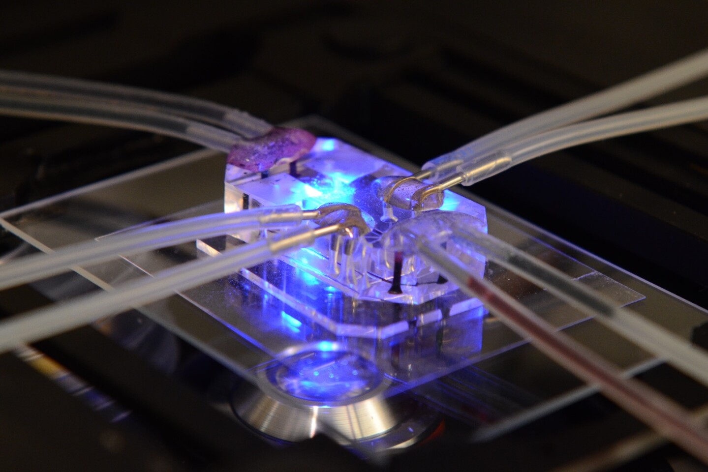 Human Organs-on-Chips is the competition's first winner from the field of medicine in its eight-year history