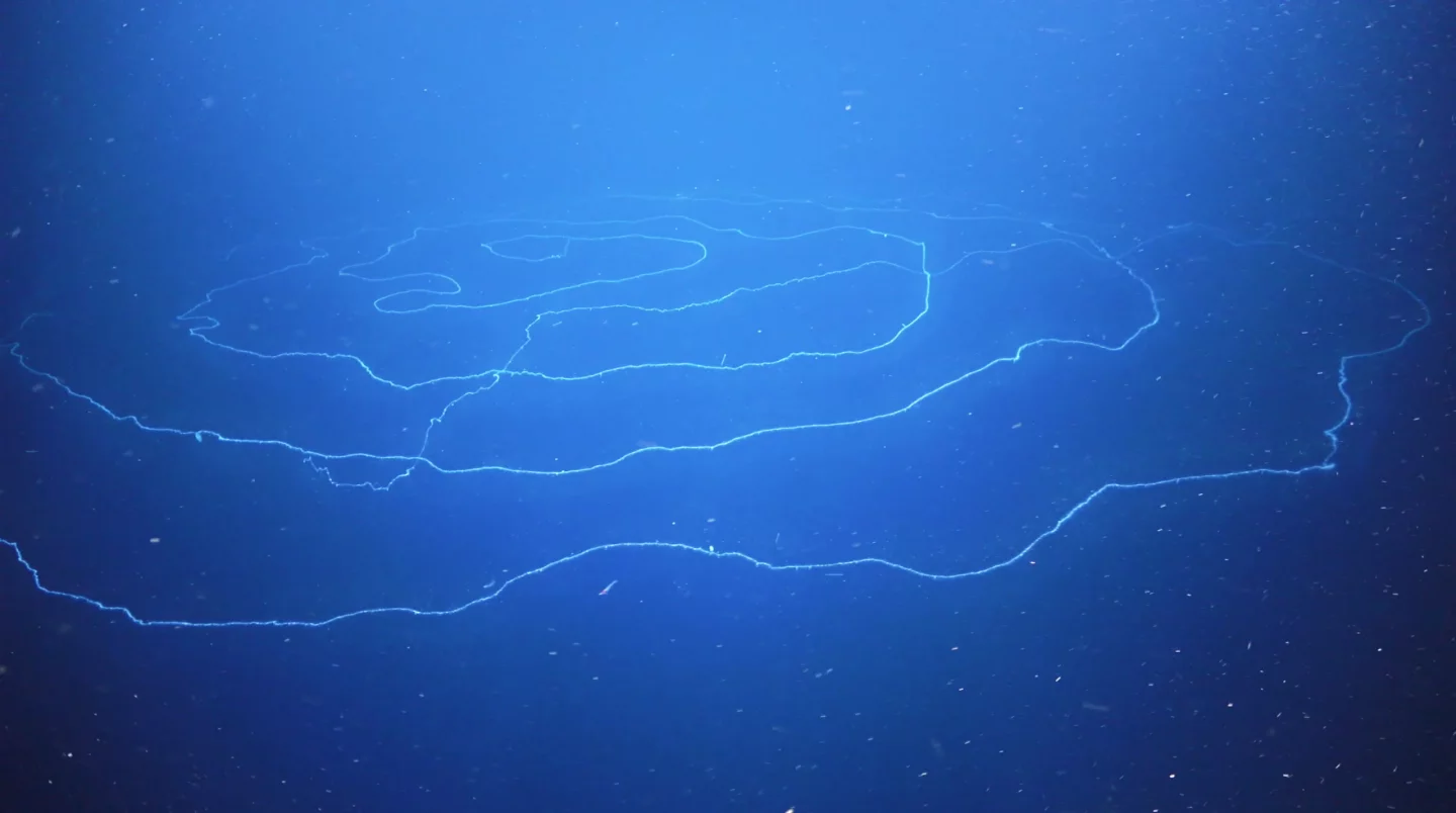 This specimen of Apolemia was estimated to be about 154 ft (47 m) long, making it the longest animal ever documented