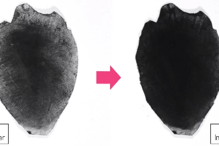 A flower petal treated with WetForce-enabled sunscreen, before and after exposure to water