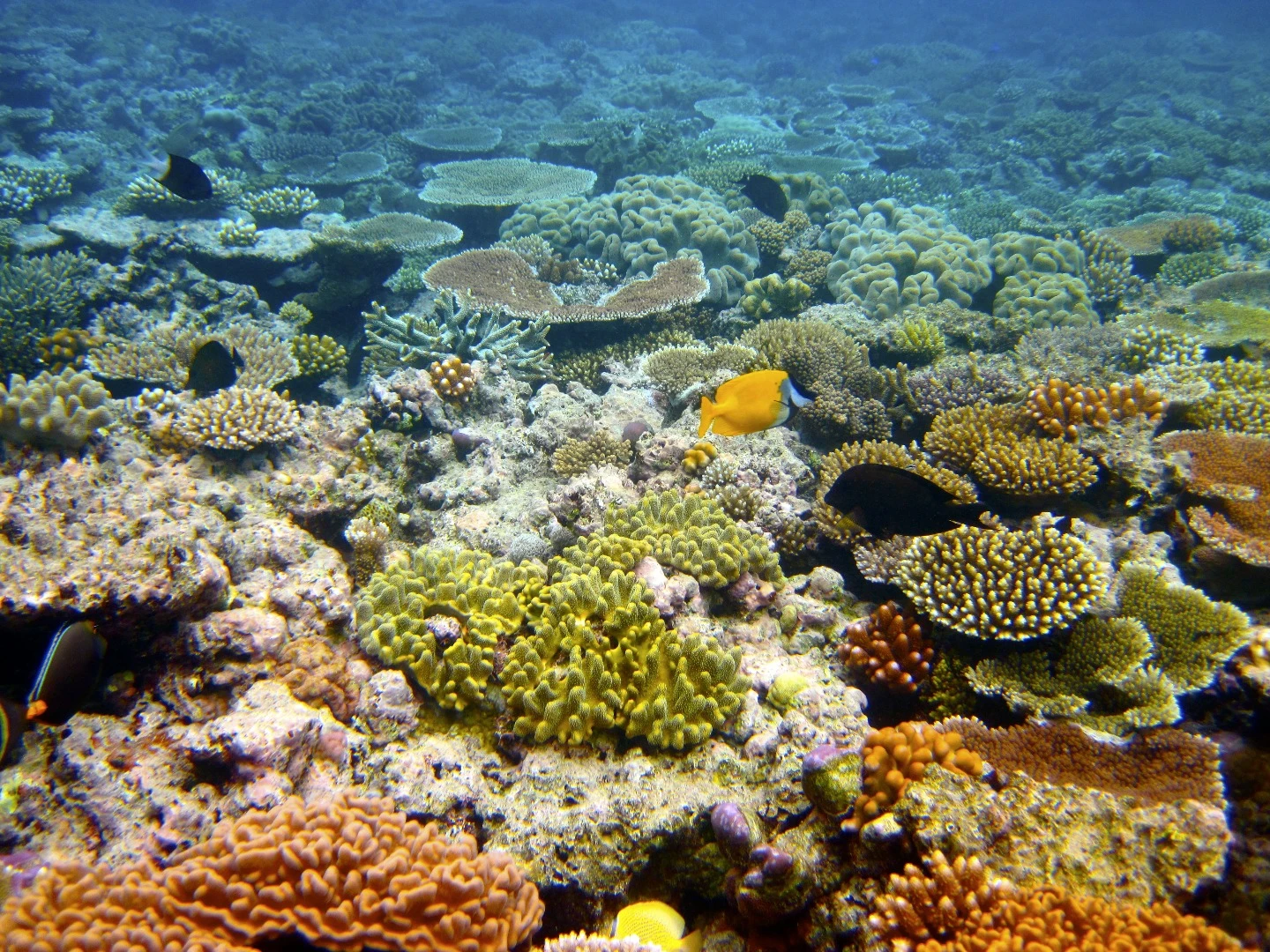 In 100 years, the Great Barrier Reef could look very different to the way it does today