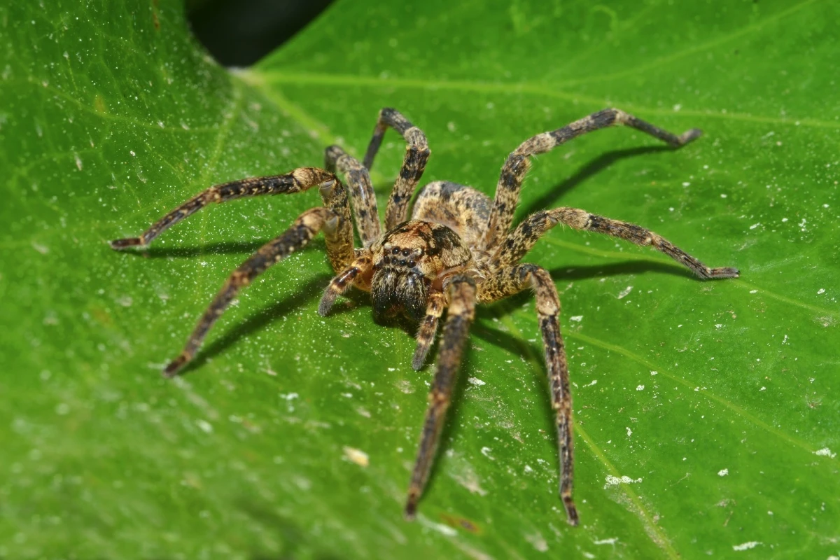 A wolf spider preparing to eat some insects (probably)