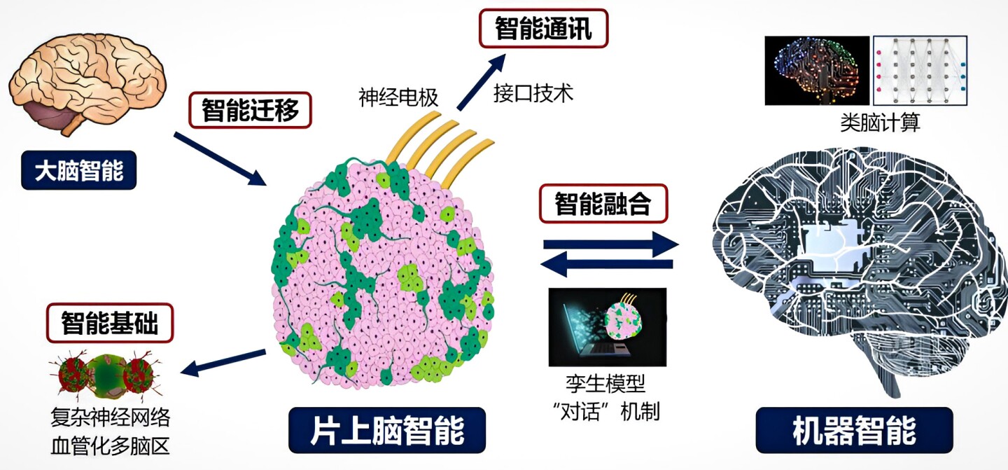Principais componentes das tecnologias de cérebro em chip, convenientemente rotulados em chinês